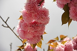 日本櫻花,櫻花,櫻桃