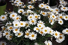 margaretas,鮮花,春