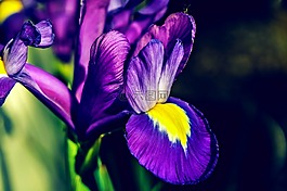 花,黃色,夏季