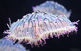 海蜇,水族館,藍色