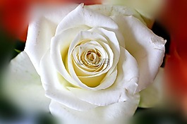 玫瑰,開(kāi)花,玫瑰綻放