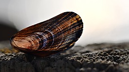 外殼,海灘,夏季