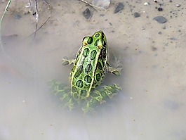 青蛙,豹,兩棲類
