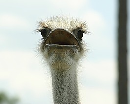 鴕鳥(niǎo),動(dòng)物園,鳥(niǎo)嘴