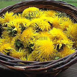 蒲公英,春天,黃色花