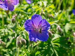 鲜花,夏季,夏季花卉