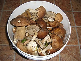 蘑菇,性質(zhì),秋季
