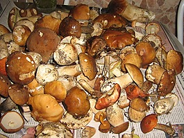 蘑菇,性質(zhì),秋季