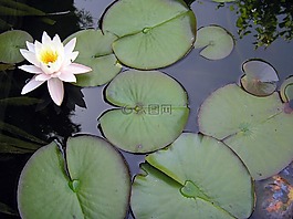 花,水生植物,池塘