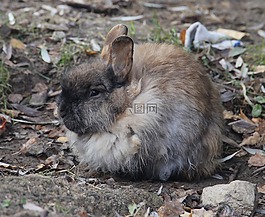 秋季,兔子,動物