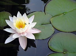 花,水生植物,池塘