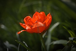 花,郁金香,開花