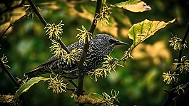 鳥,野生動物,樹