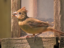 鳥(niǎo),關(guān)閉了,野生動(dòng)物