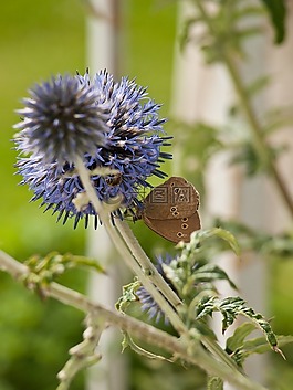 藍(lán)薊,觀賞薊,花