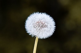 蒲公英,花,指出花