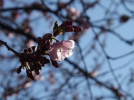 櫻桃,花,春