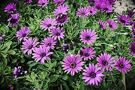 非洲雏菊,osteospermum,花园