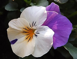 中提琴,春,花