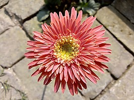 花,植物區(qū)系,自然