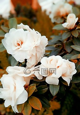 鮮花,玫瑰,自然