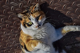 貓,街,動物