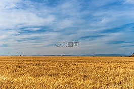 字段,農(nóng)業(yè),收獲