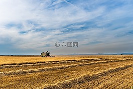 字段,農(nóng)業(yè),收獲