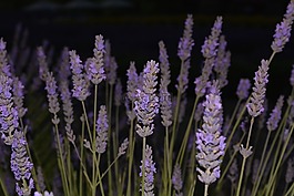 薰衣草,鮮花,夜