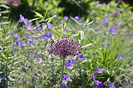 花園,鮮花,開(kāi)花