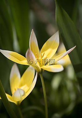 花,廠,開花