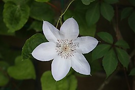 花卉,鮮花,美麗的花