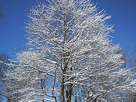 雪,冬天,冷