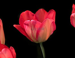 郁金香,花,開花
