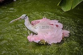 琵鷺,起重機,鳥
