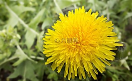 性質(zhì),一朵黃色的花,常見的蒲公英