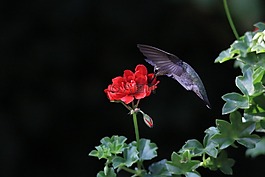 蜂鳥,花,鳥