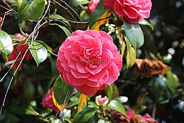 花,粉紅色,粉紅色的花