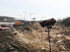 自然,luonto,帕西拉