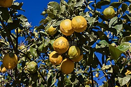 檸檬,檸檬樹,上午