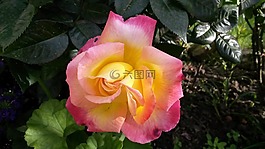 粉紅色的花,黃玫瑰,橙玫瑰