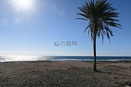 棕櫚,海灘,太陽(yáng)
