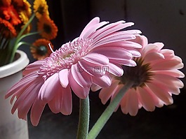 鮮花,非洲菊,粉紅色