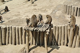 猿,野生,動(dòng)物