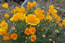 鮮花,心情,黃色