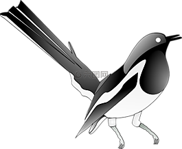 喜鵲,鳴鳥,鳥