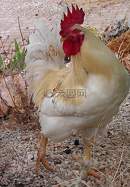 公雞,家禽,鳥