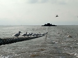鳥,海,繩子