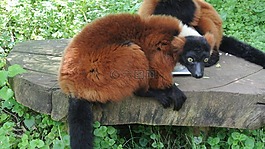 動物,猴種,哺乳動物