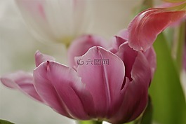 花,廠,性質(zhì)